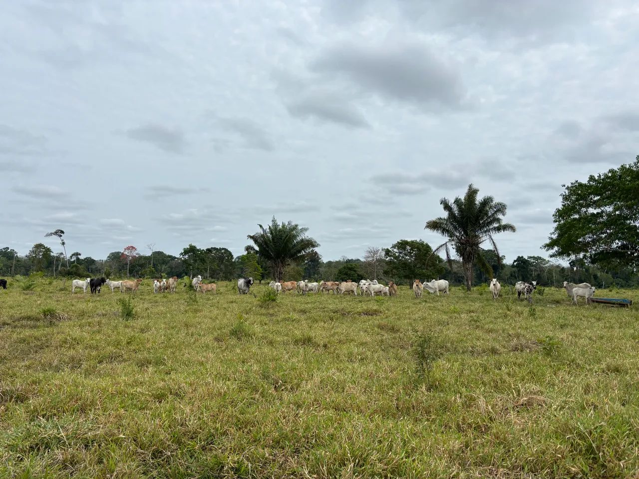 Vendo terra no ramal linha nova  28 km de ramal - Foto 3
