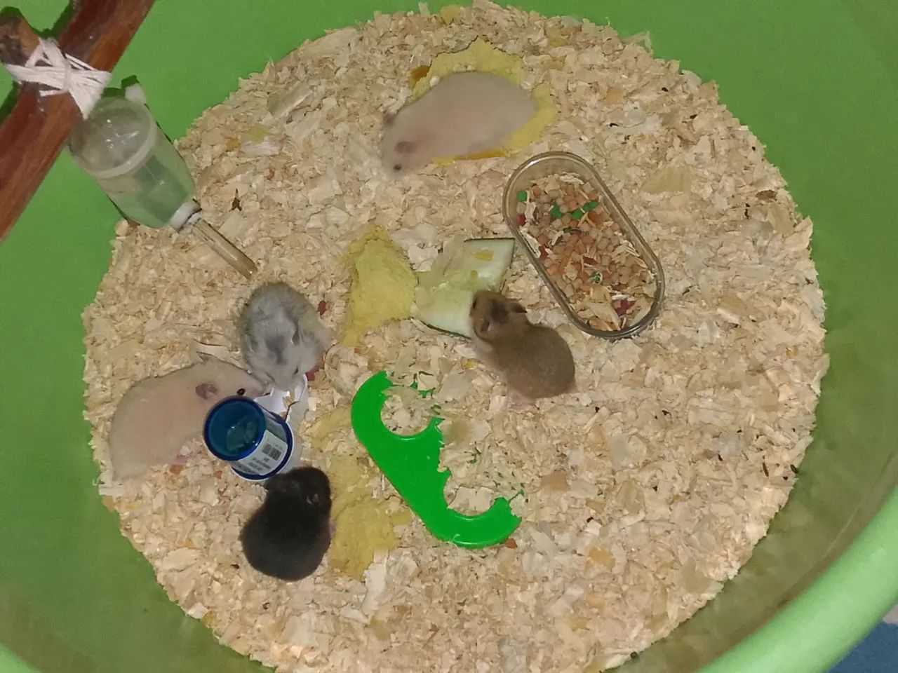 Hamister - Foto 3