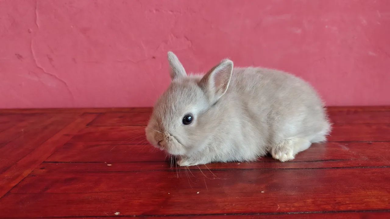 Coelho Anão Netherland  - Foto 2