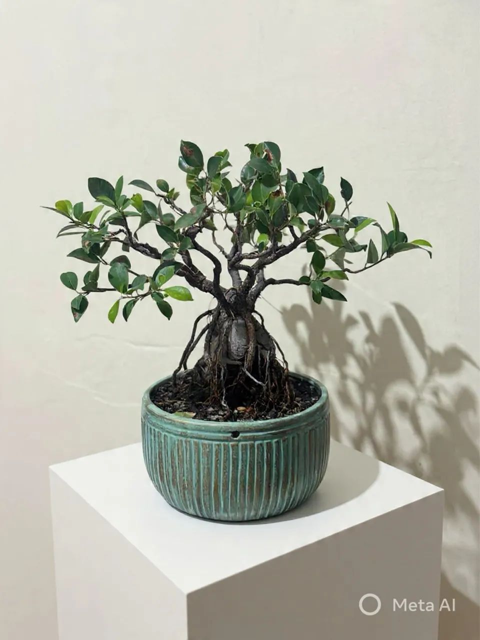Bonsai de fícus  - Foto 2