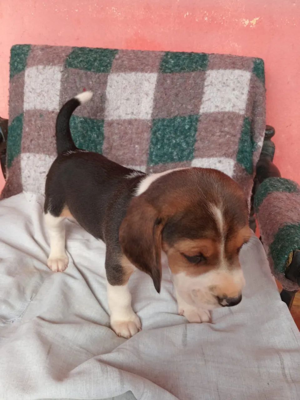 Cachorro Beagle  - Foto 3