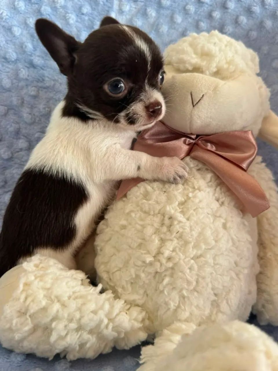 Chihuahua macho bicolor. Pelagem curta fofo e pequeno! - Foto 3