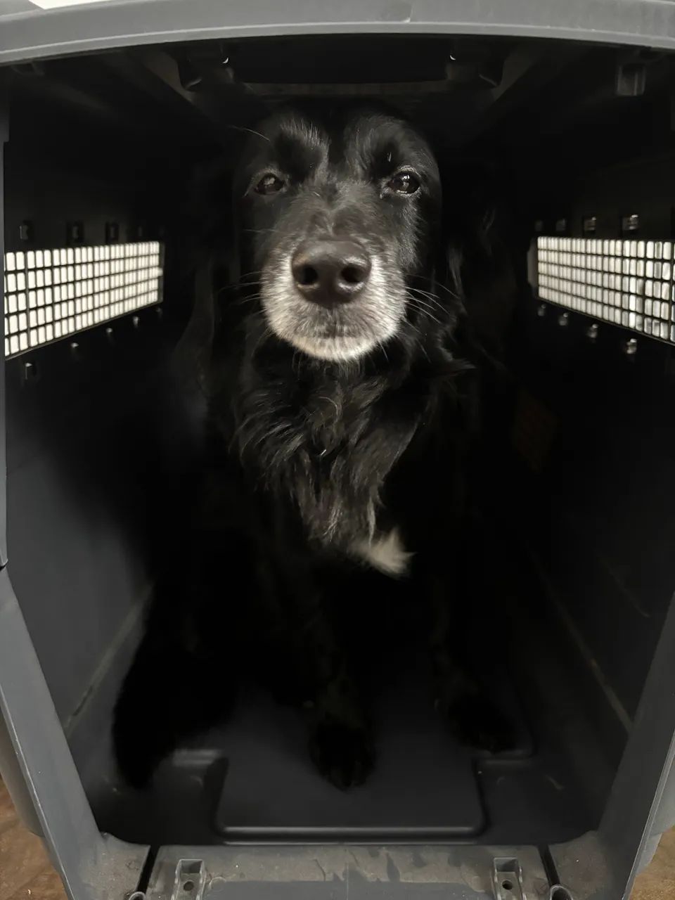 Caixa de transporte porte médio/grande, tamanho INTER, utilizada 5 vezes  - Foto 5