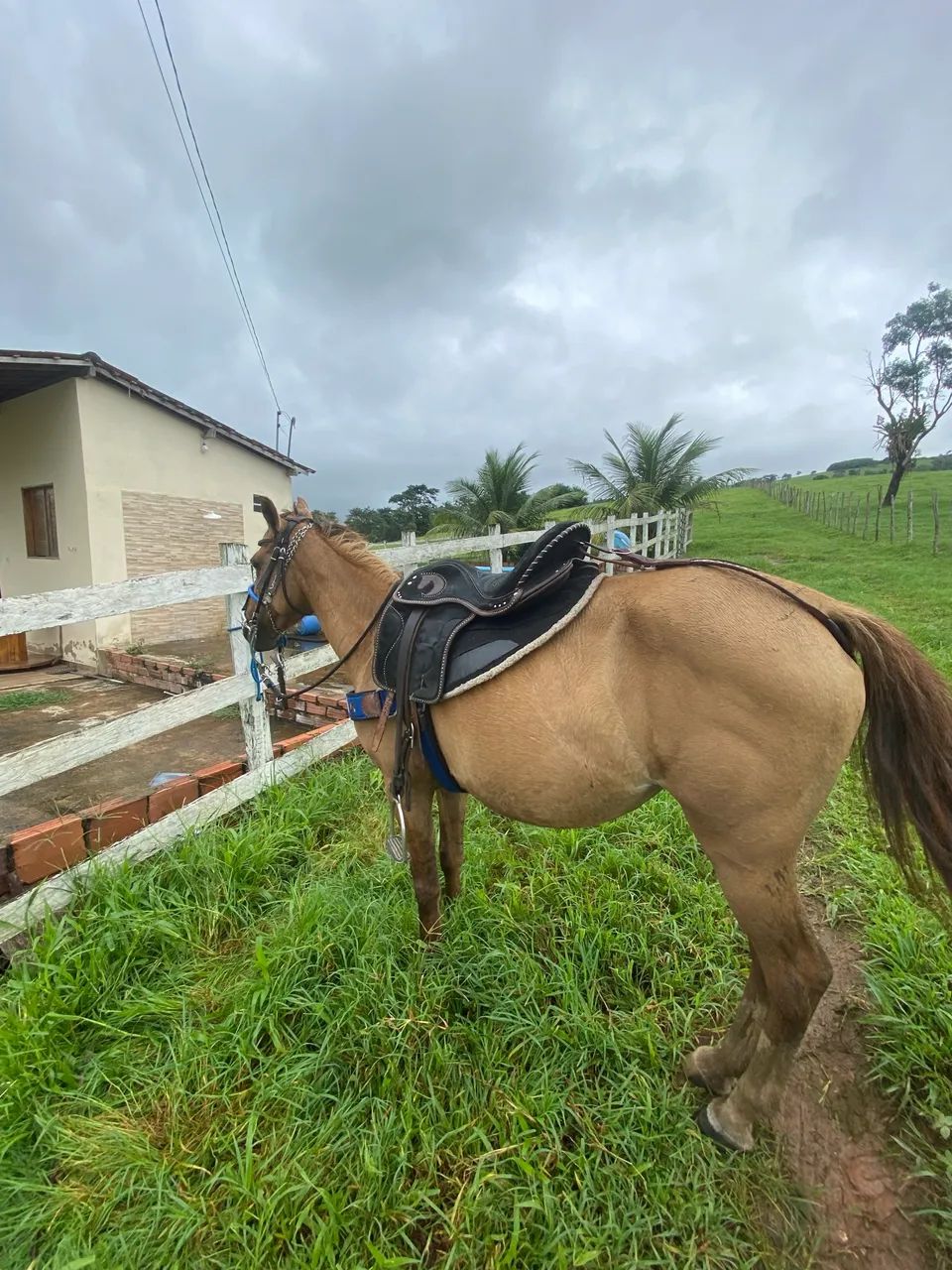 Égua bacheira  - Foto 2