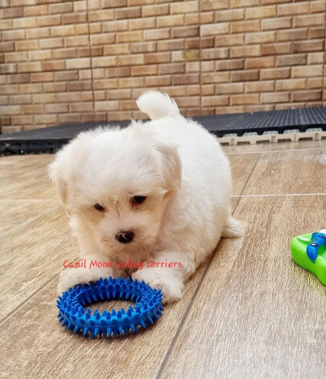 Maltês melhor presente 