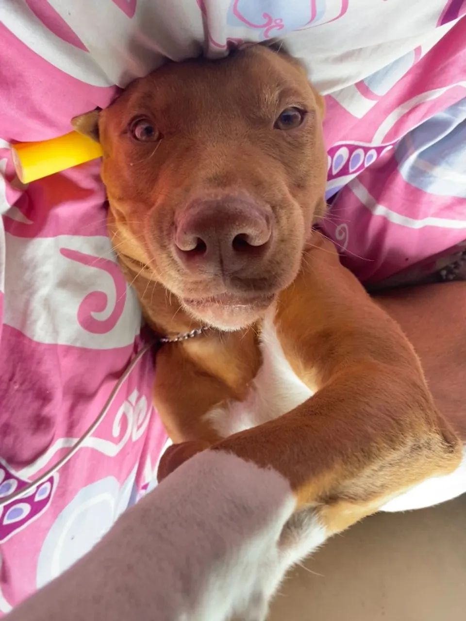 Adoção Cachorro - Pitbull com viralata
