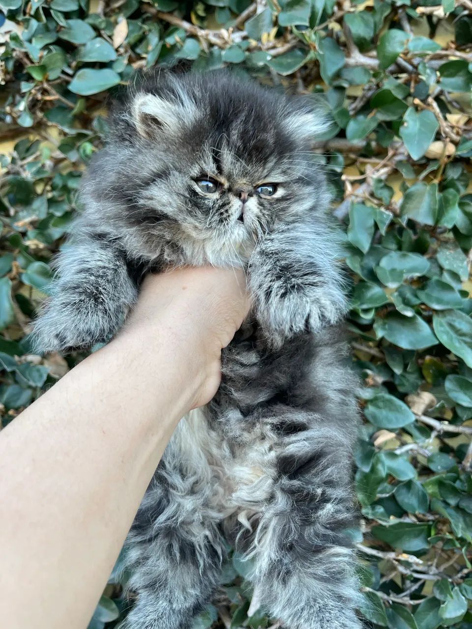 Gato Persa black smoke tabby  - Foto 2