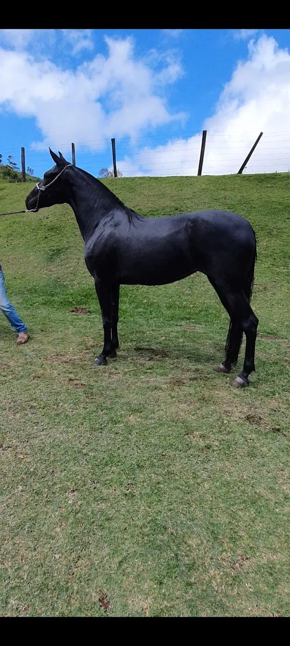 Potra Mangalarga Machador - Foto 4