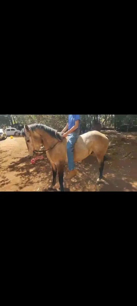 Vendo cavalo QM tordilho  - Foto 4