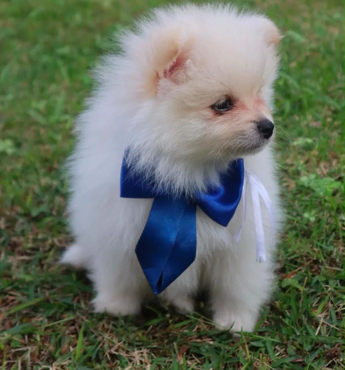 Filhotes de Spitz Alemão com pedigree - Foto 4