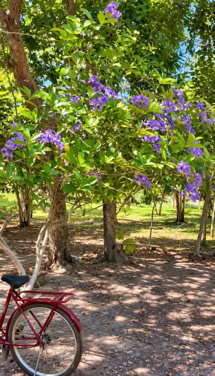 SÍTIO À VENDA - MOITAS, REGIÃO DE ARARI/MA  - Foto 4