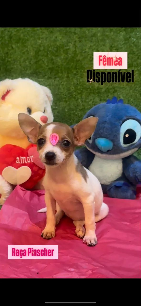 Cachorro  - Foto 3