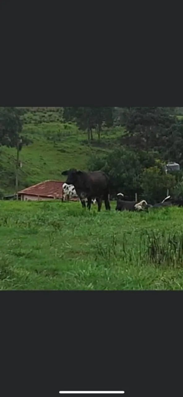 Fazenda 13 alqueire  - Foto 5