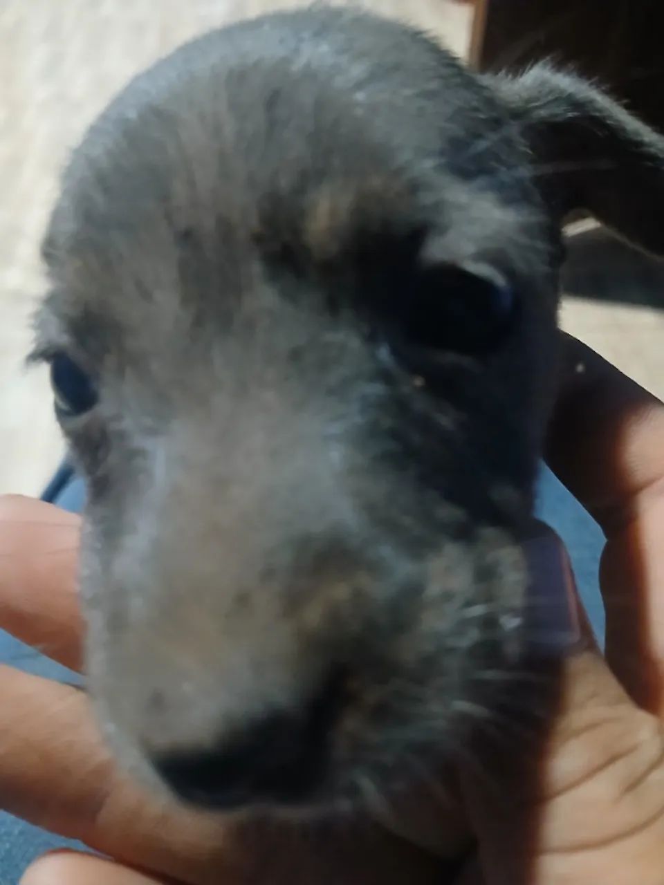Adoação de urgência de cachorro  - Foto 2