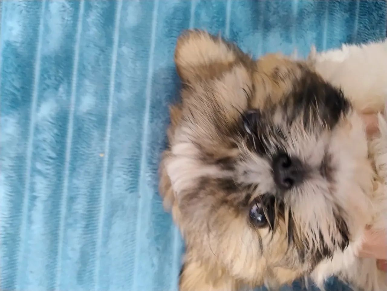 Shitzu mini lindo - Foto 2