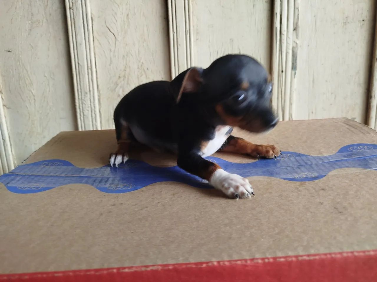 Cachorro  - Foto 4