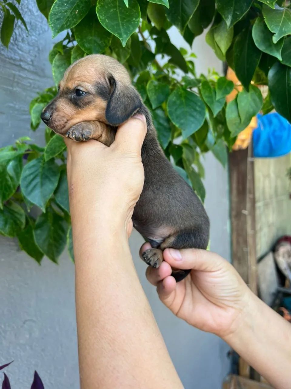 Filhotes Daschund linguicinha  - Foto 2