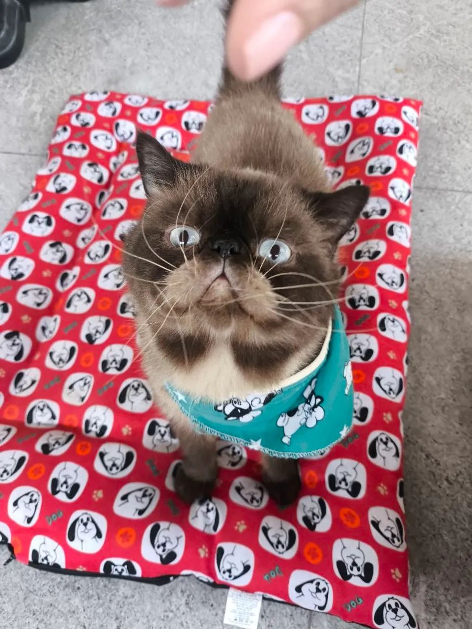 Gato persa exótico PURO