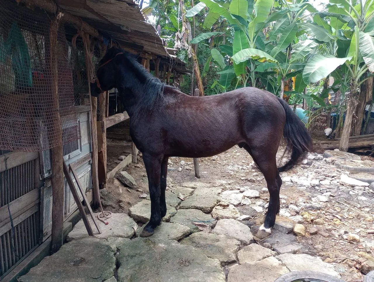 Oportunidade de adquirir seu lindo potro!!! - Foto 4