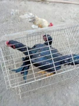 Vende-se  - Foto 2
