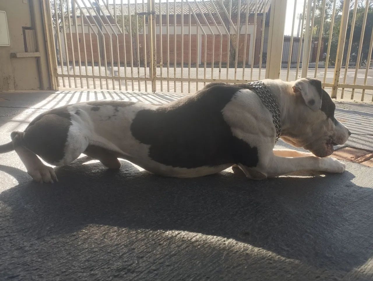 Doação - Pit bull dócil 6 anos - Foto 4