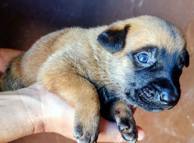 Filhotes de pastor Belga Malinois 