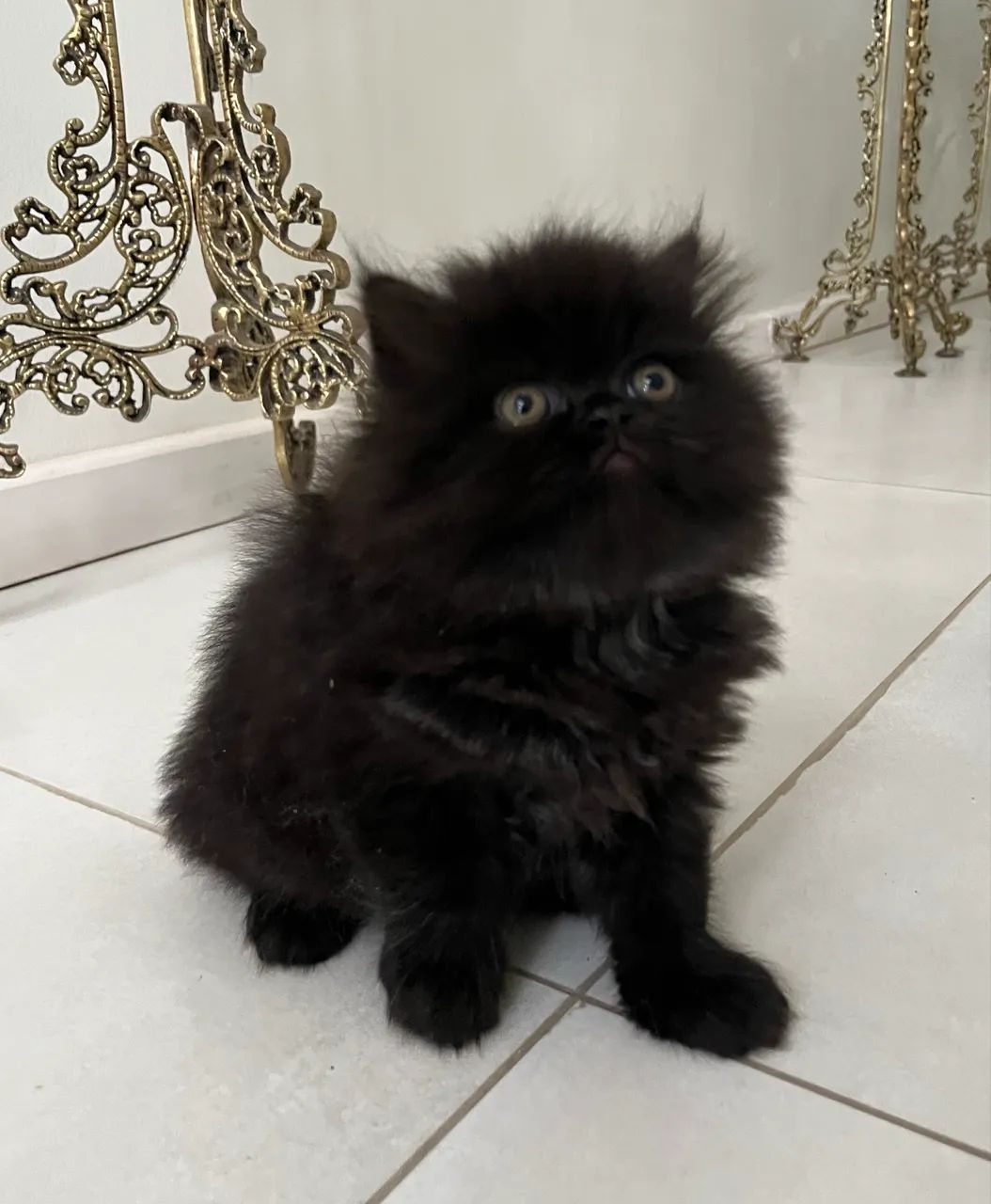 Gatinhos Persas - Foto 2