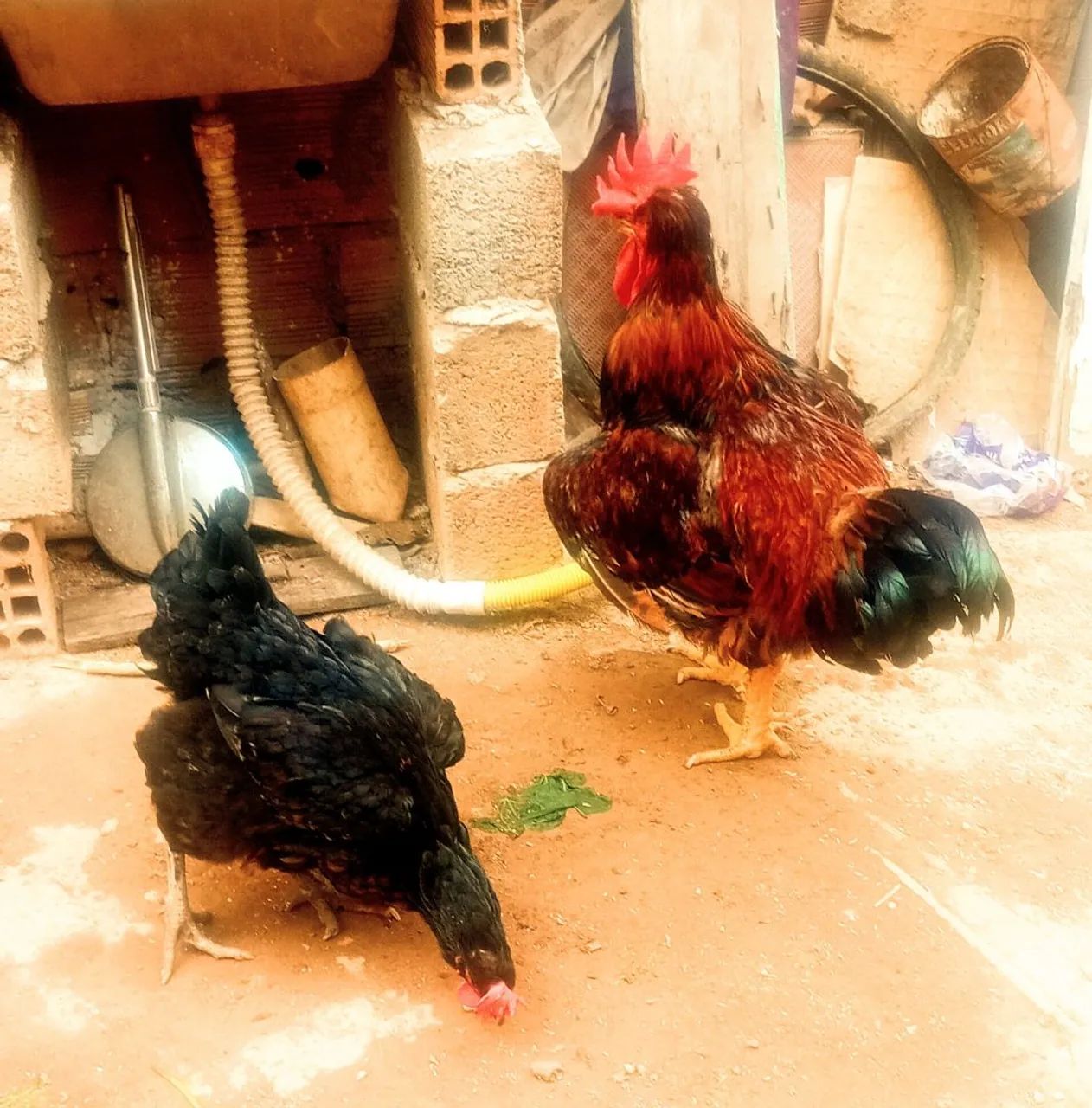 Vende-se matriz galinha GSB POLARCO E GSB TRADICIONAL. - Foto 4