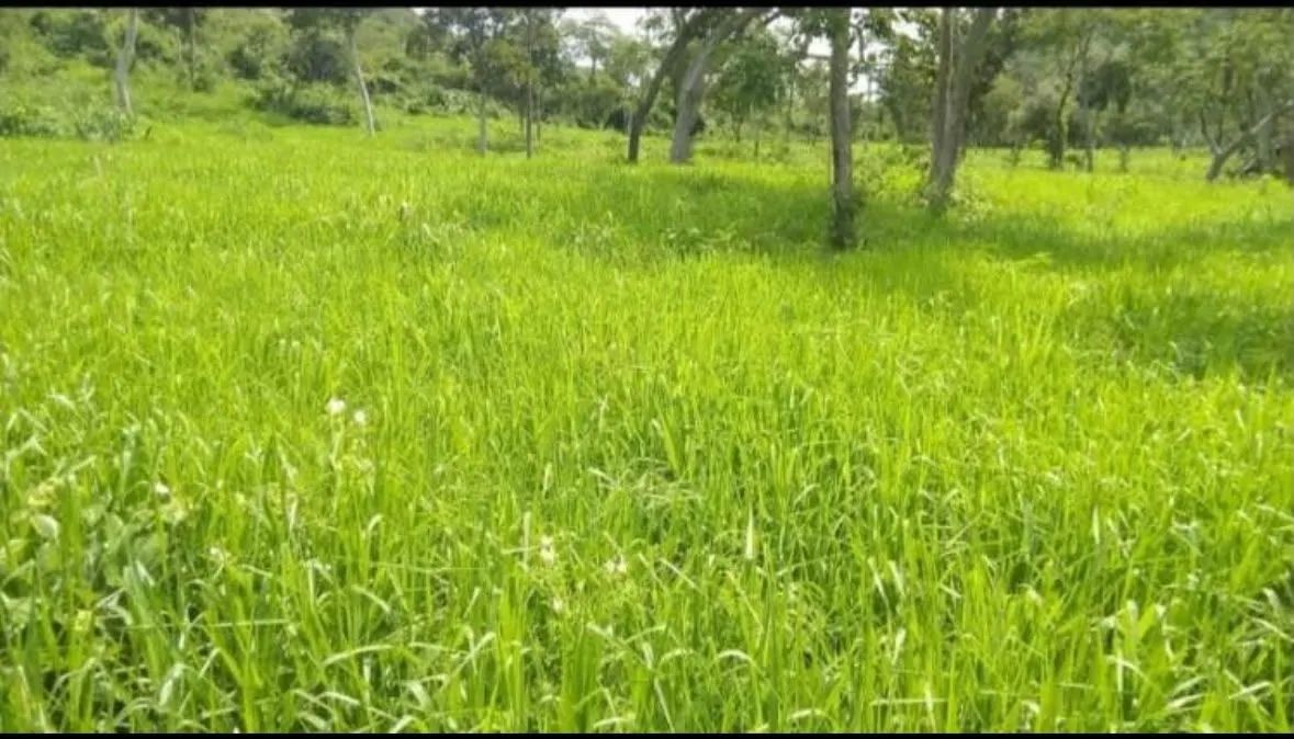 Fazenda a venda  - Foto 4