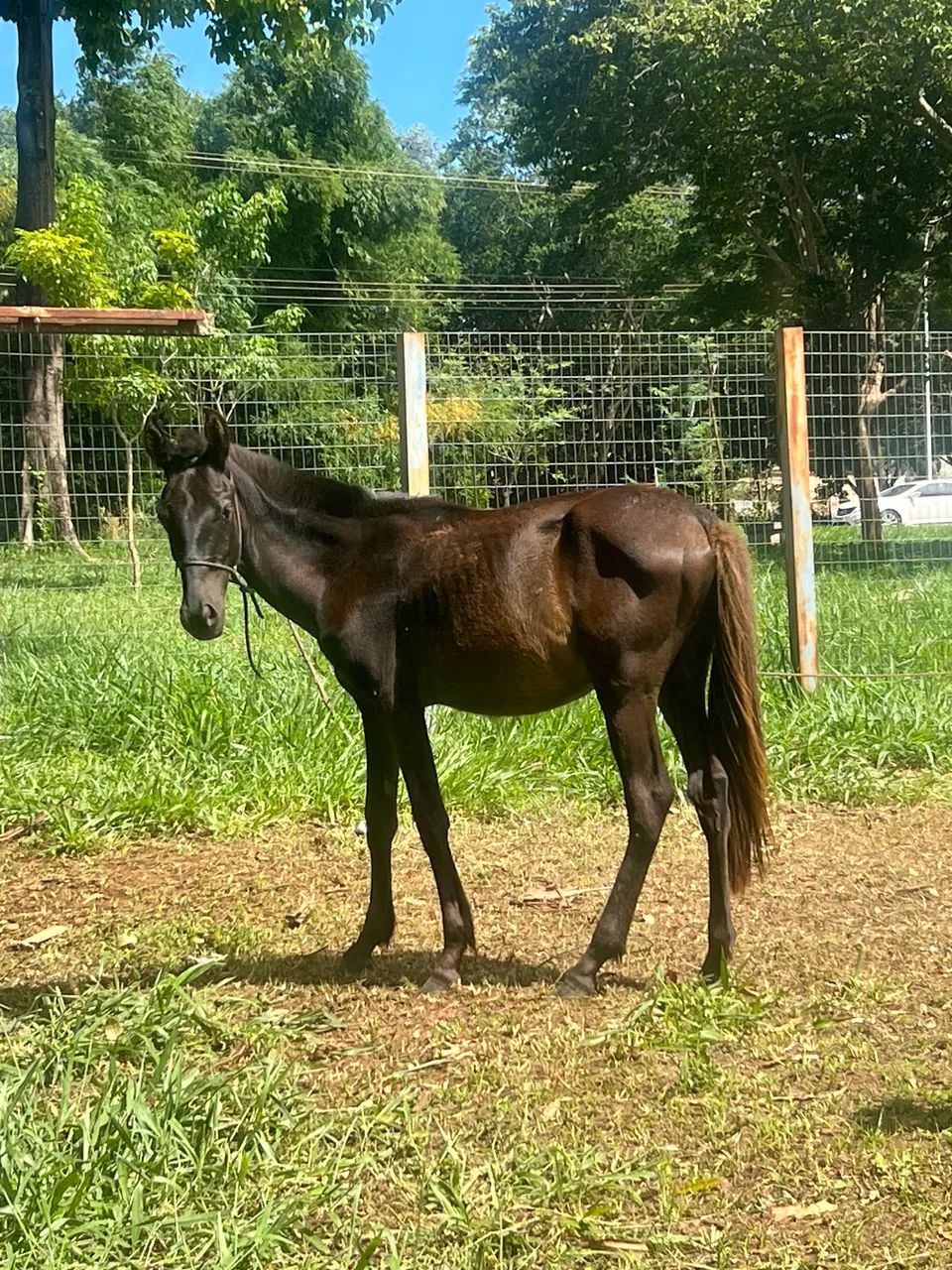 Vende-se Égua e potro  - Foto 4