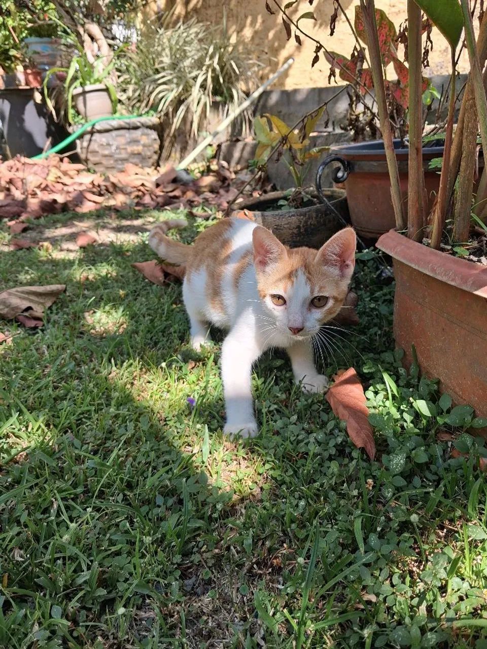 Gato macho 3 meses de idade - Foto 2