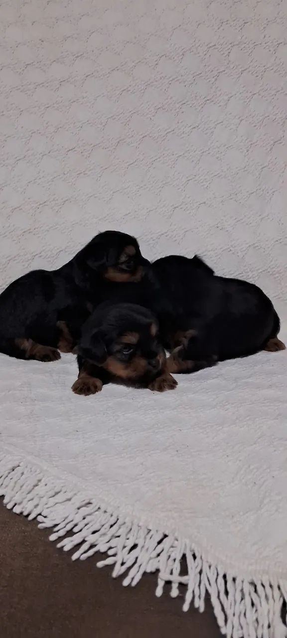 Lindos filhotes Yorkshire Terrier  - Foto 5