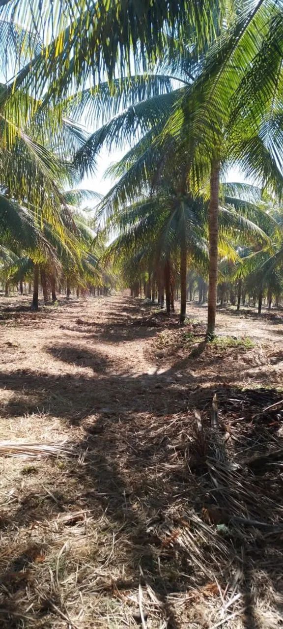 Terreno com 5 hectares em Paraipaba  - Foto 5