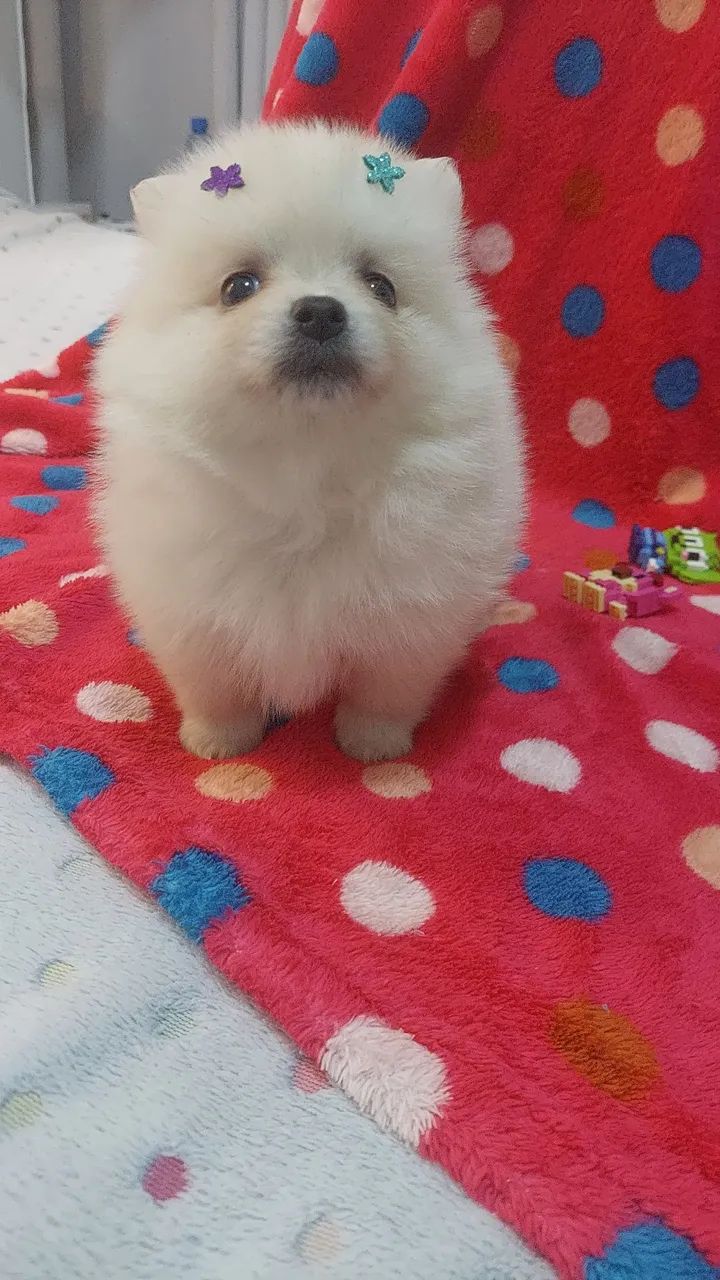 Spitz Alemão fêmea 