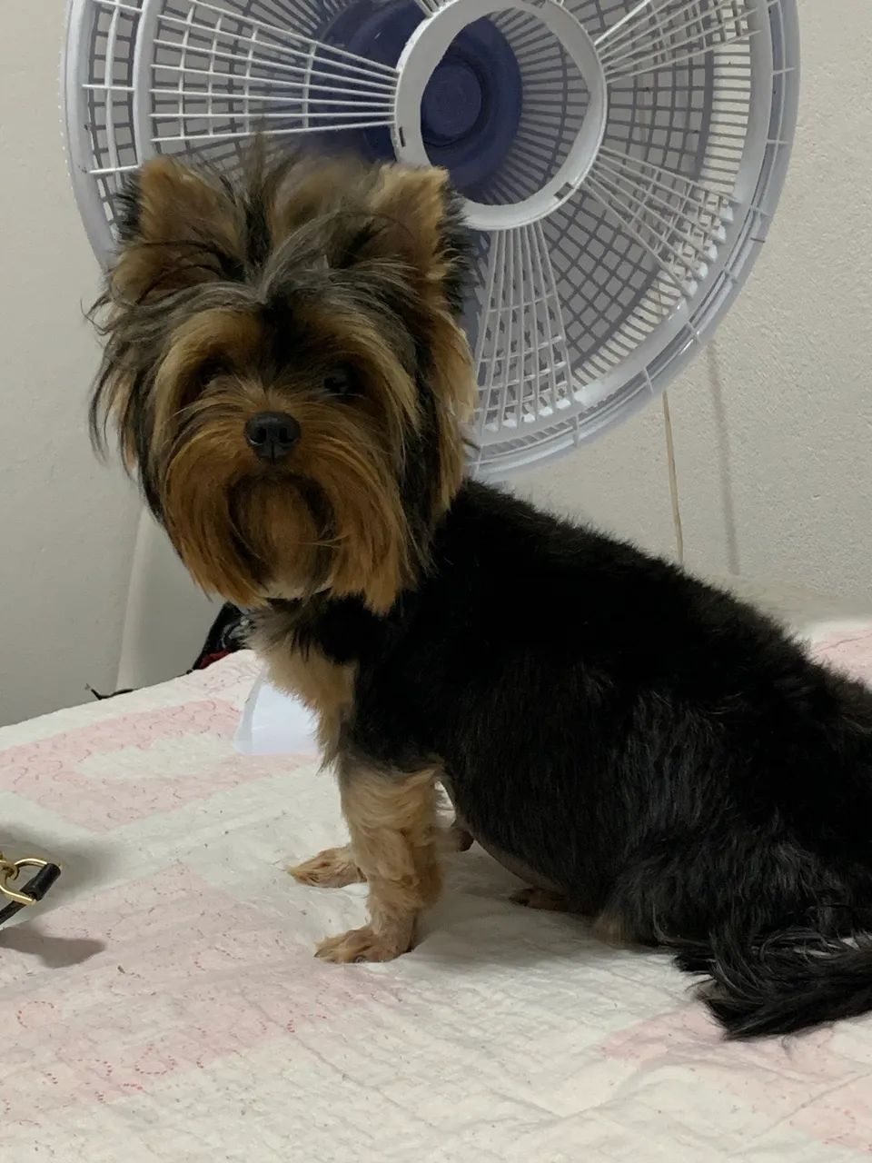 Filhotes de yorkshire 