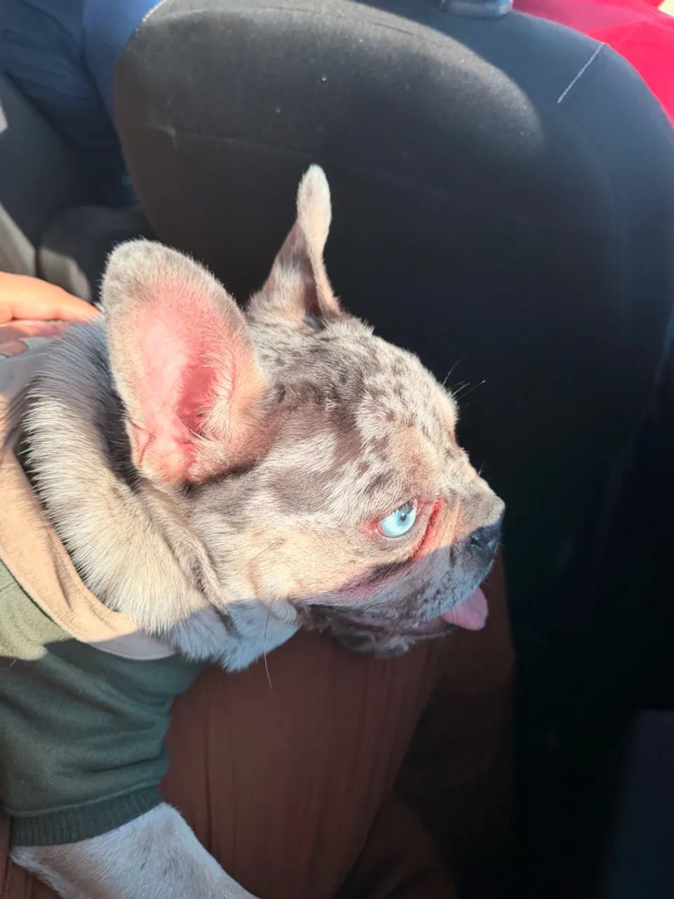 Buldogue francês  - Foto 2
