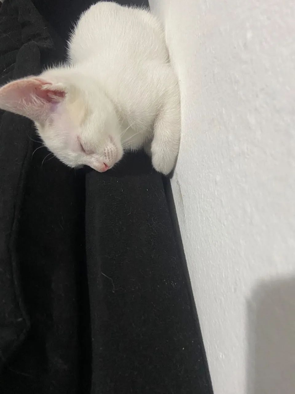 Gatinho para doação  - Foto 2