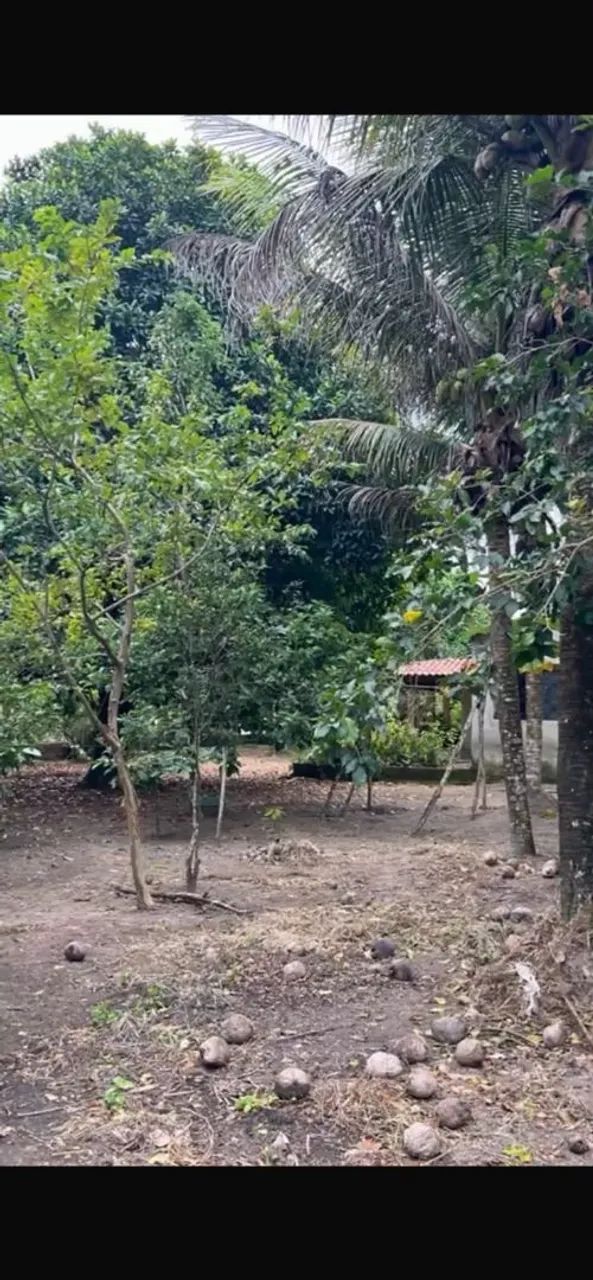 Vende-se sítio em Flexeiras-AL - Foto 5