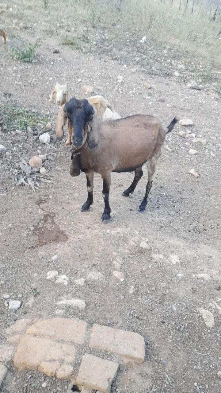 Cabras a venda  - Foto 3