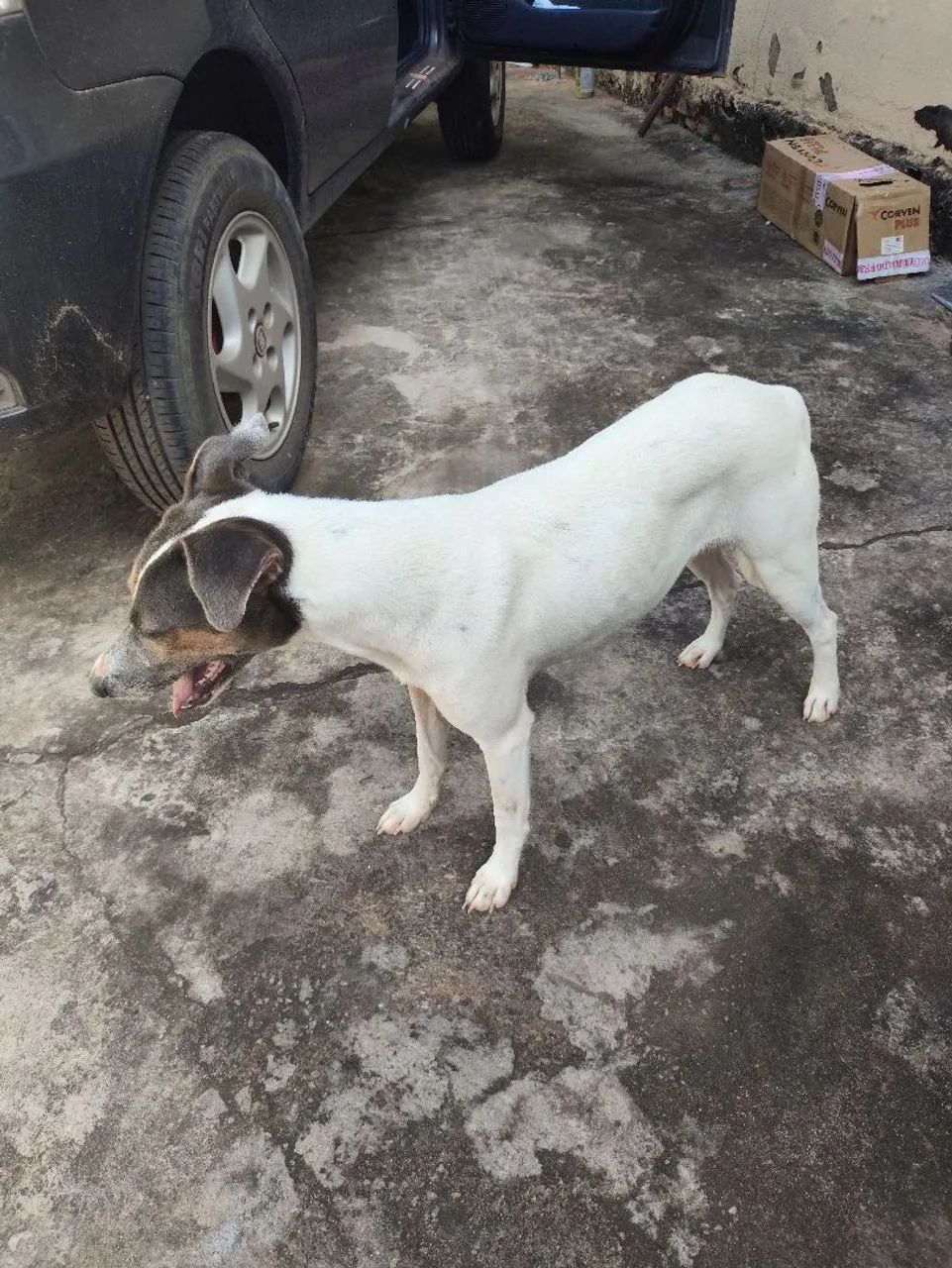 Doação de cachorra - Foto 3