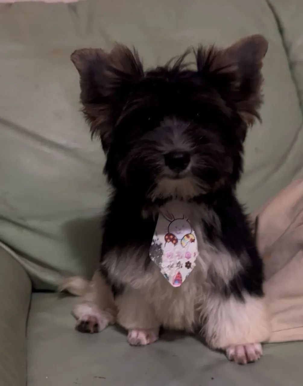 Vendo 1 machinho da raça Biewer terrier.  - Foto 3
