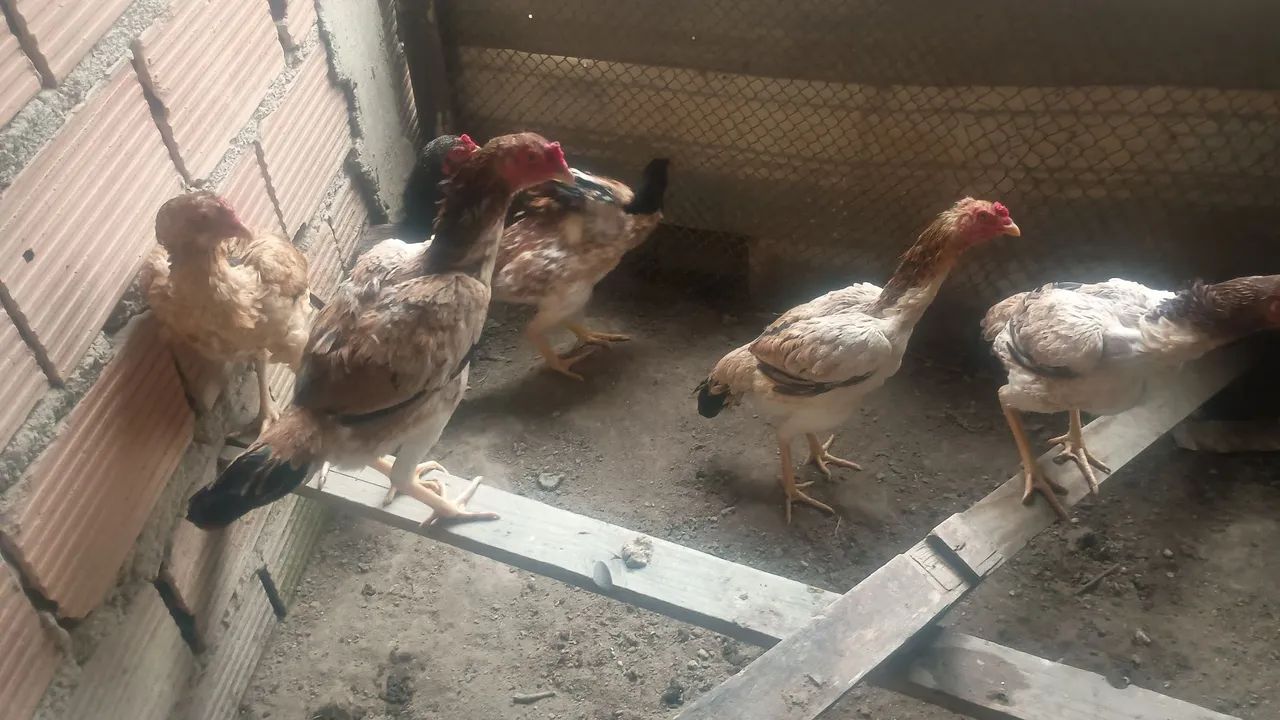 Vendo galinhas índia  - Foto 3