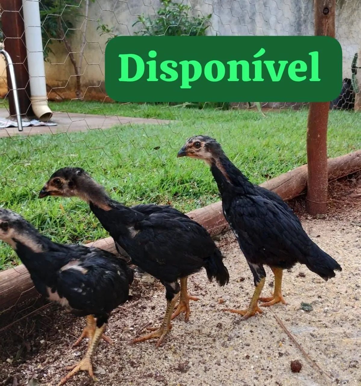 Vende-se galo índio mura  - Foto 3