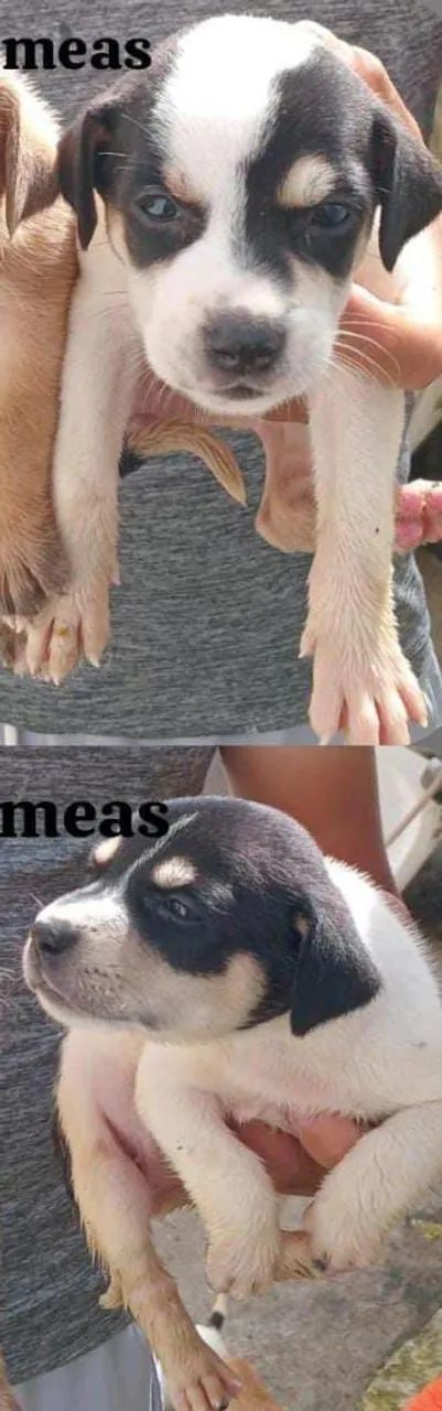 Doação 