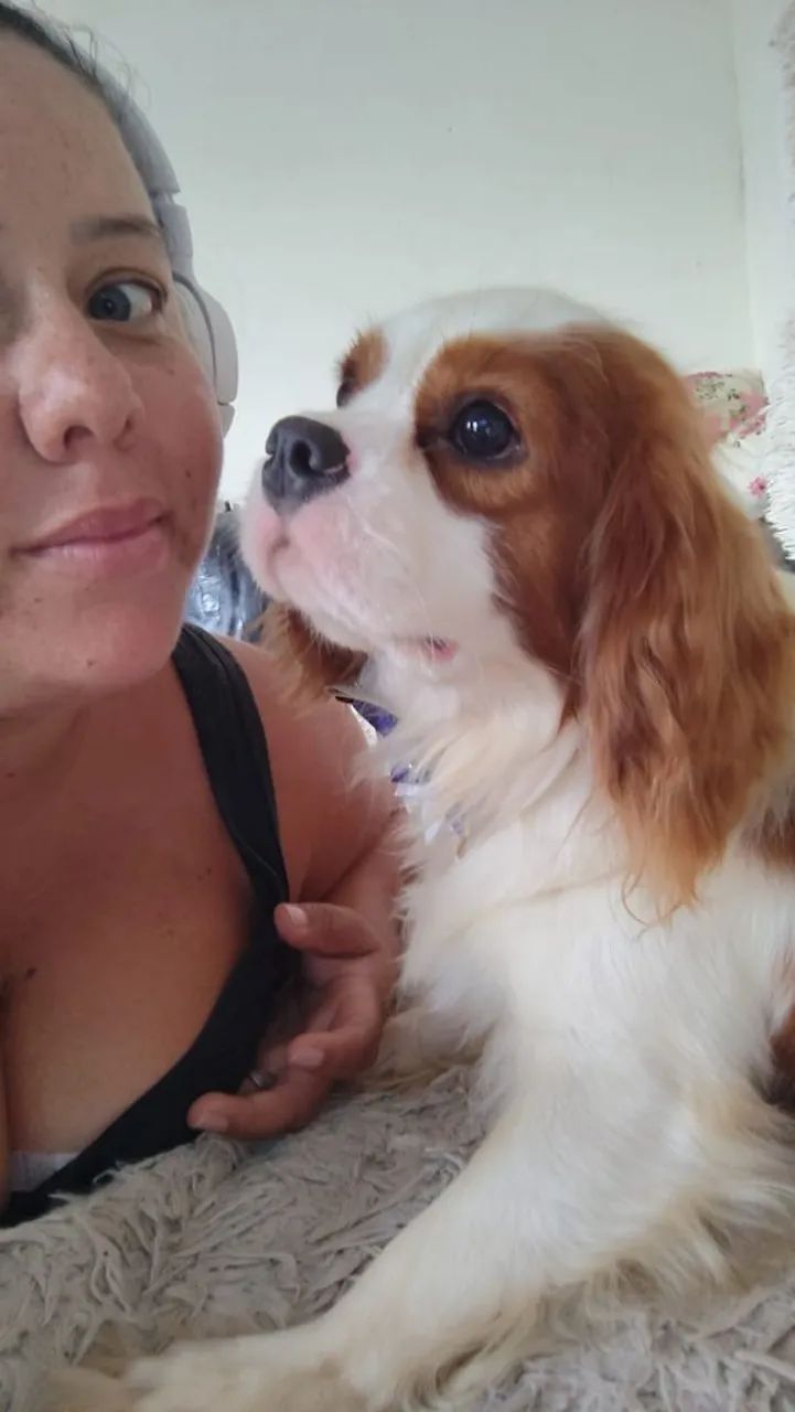 Filhote macho de Cavalier king  - Foto 5