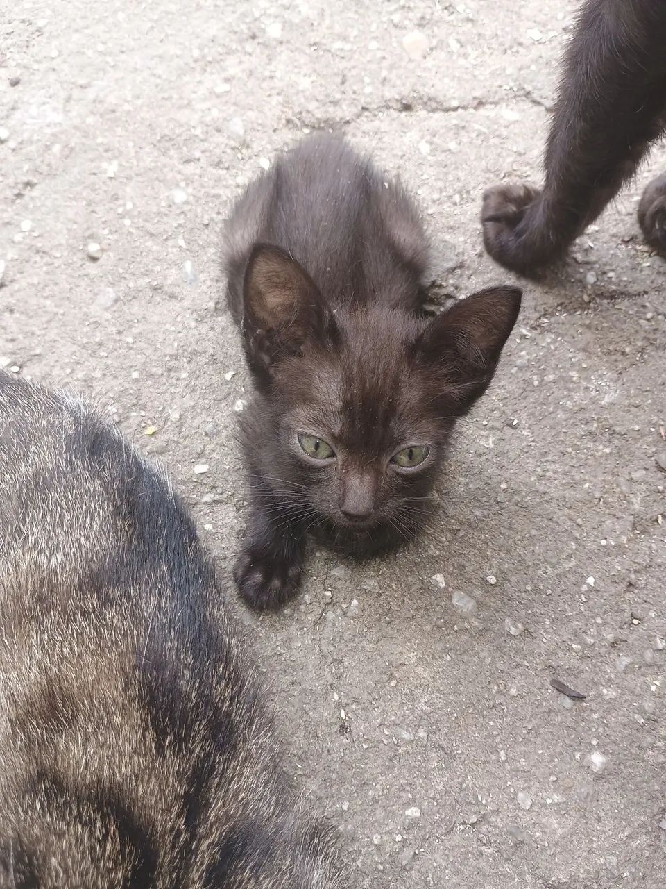 Gatinha para doação  - Foto 5