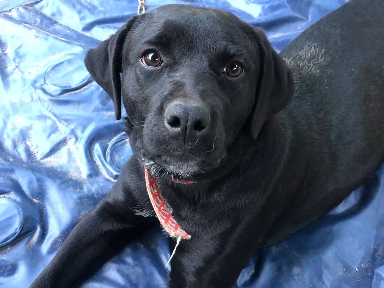Doação de cachorra - Foto 2