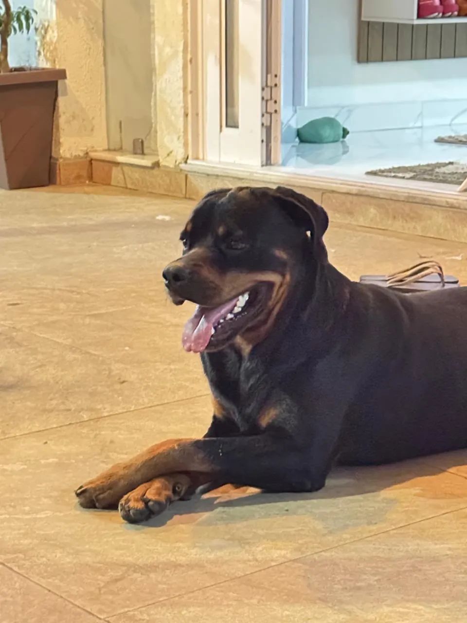 Rottweiler  - Foto 5