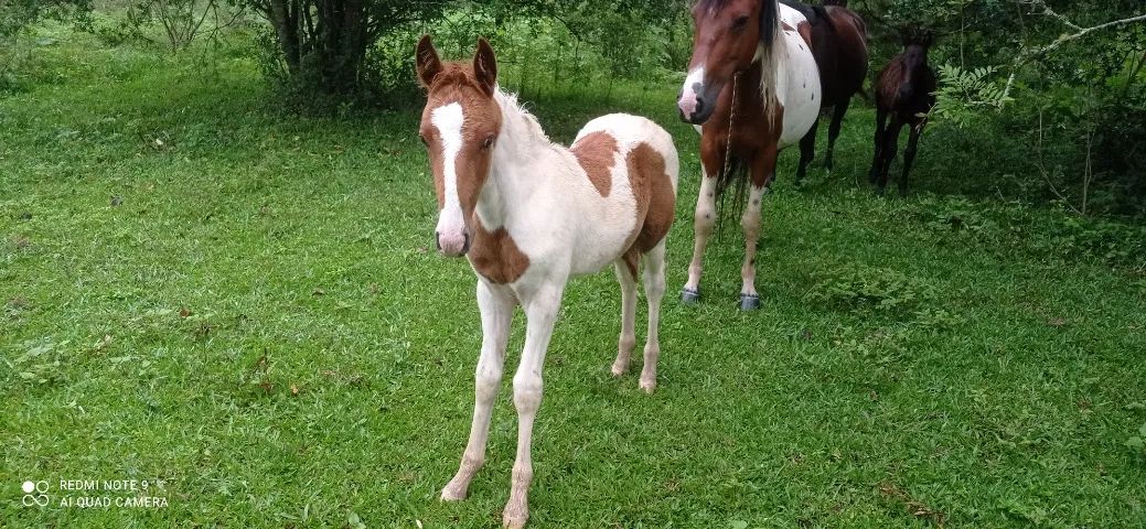 Égua pampa manga larga prenha. - Foto 3