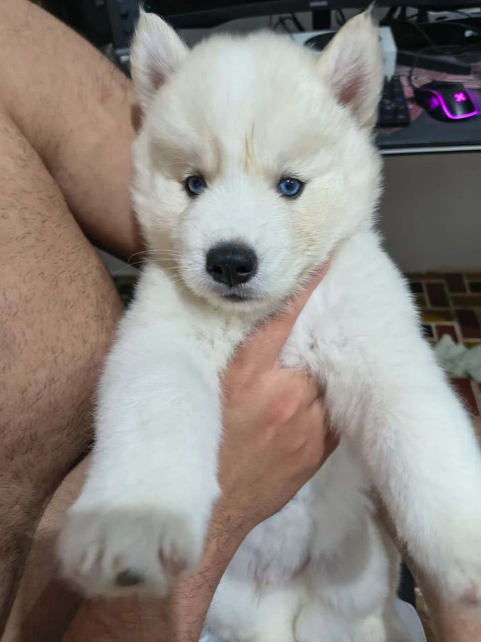FILHOTE HUSKY - Foto 2